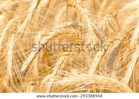 Cereal grains are grown in greater quantities and provide more food energy worldwide than any other type of crop;