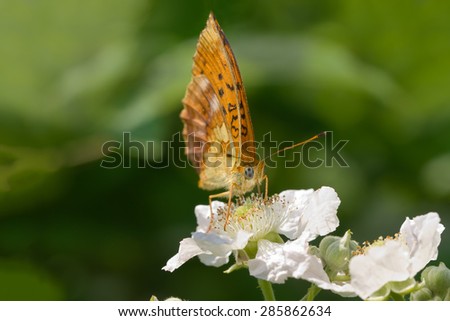 Spotted Fritillary  Red-band Fritillary sucking nectar from  white flower of blackberry. green blurred background