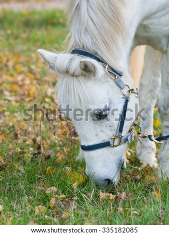 Portrait of a cute white horse eating grass in a meadow full of yellow leaves