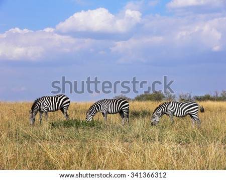 three wild plains zebras grazing in line in Masai Mara grassland