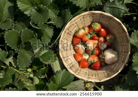 Fresh Strawberries in basket on strawberry tree background.