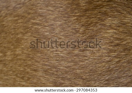 feather dog pattern,abstract animal background