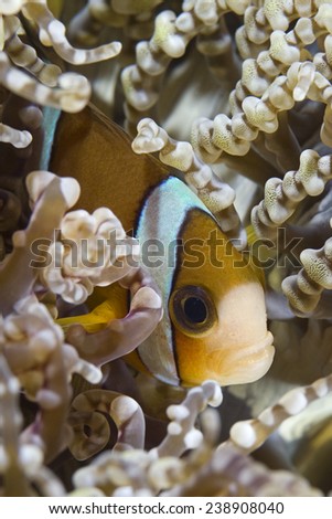 Baby clown fish