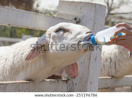 Feeding milk to white sheep