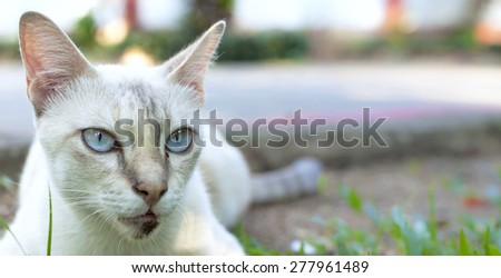 Closeup cat head with space on background selective focus