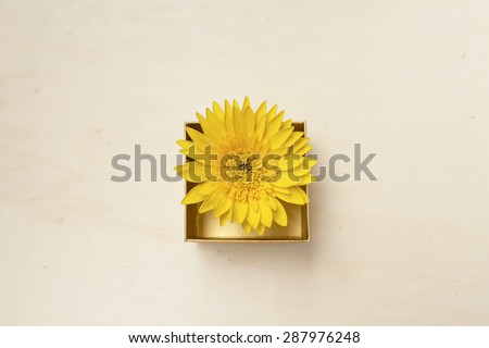 Yellow daisy flower in gift box with space on wood background