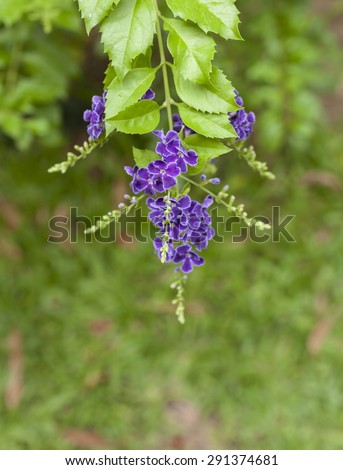 Purple flower, Golden Dew-Drop flower and green background