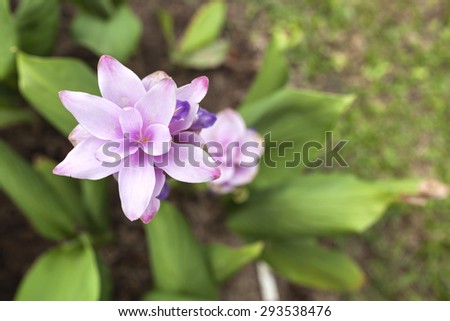 Purple Siam Tulip flower garden background from top view