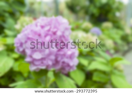 Blur Hydrangea garden background