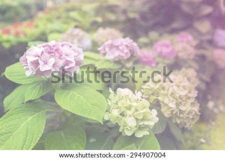 Vintage tone Hydrangea garden background