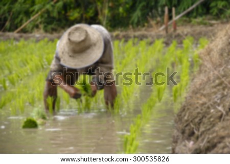 Blur background, A farmer in the rice field