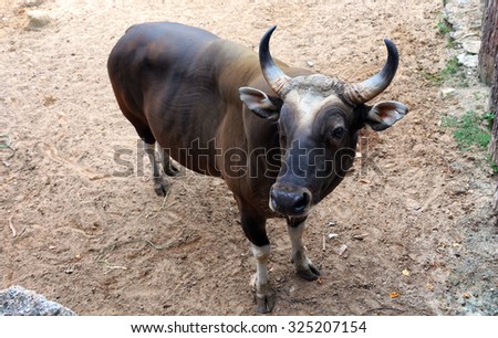 Animal feeding black cow,Selected focus