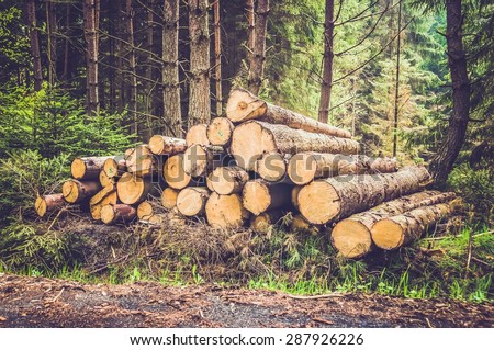 Pile of wood logs on the edge of the forest - retro and vintage style
