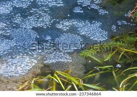 Frog Spawn in Water