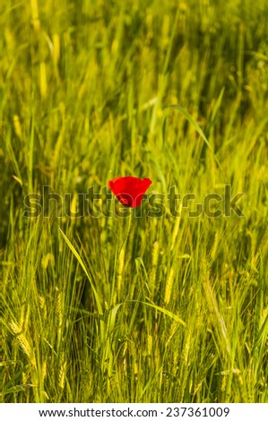 Papaver Rhoeas (Corn Poppy, Corn Rose, Field Poppy, Flanders Poppy, Red Poppy, Red Weed, Coquelicot)