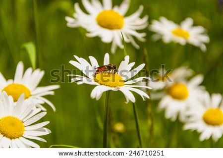 Jobs Pollination of Flowers