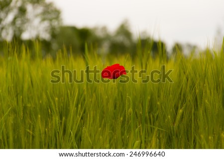Papaver rhoeas (Corn Poppy, Corn Rose, Field Poppy, Flanders Poppy, Red Poppy, Red Weed, Coquelicot) in Hordeum L.
