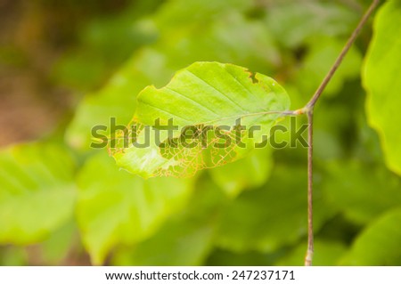 Damaged by any Insect Leaf Fagus Sylvatica L. (European Beech, Common Beech)