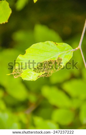 Cobweb in the Leaf Fagus Sylvatica L. (European Beech, Common Beech)