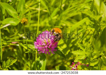 Bombus Pascuorum (Common Carder-bee) on Trifolium Pratense (Red Clover)