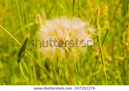 Tragopogon Pratensis L. ( Meadow Salsify, Showy Goat's-beard, Meadow Goat's-beard or Jack-go-to-bed-at-noon)
