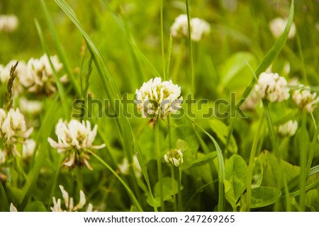 Trifolium Repens L. (White clover, Dutch Clover)