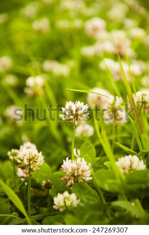 Trifolium Repens L. (White clover, Dutch Clover)