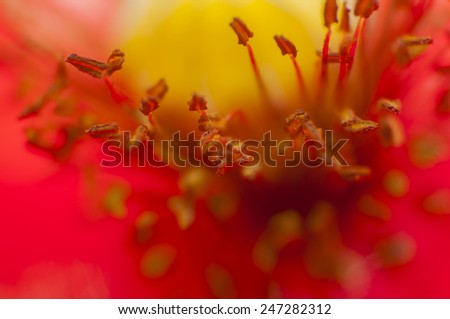 Stamen Papaver Rhoeas (Corn Poppy, Corn Rose, Field Poppy, Flanders Poppy, Red Poppy, Red Weed, Coquelicot)