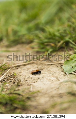 Insect (Tawny mining bee, Andrena fulva) of the order Hymenoptera sitting on the ground among the grass