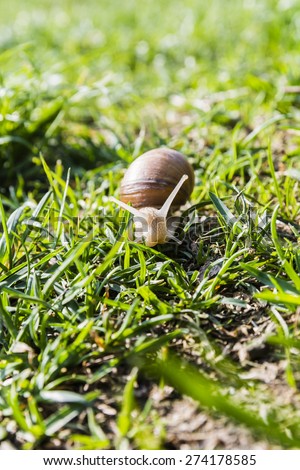 En face snail (Helix pomatia, Burgundy snail, Roman snail, edible snail, escargot)