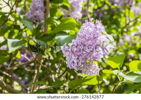 Flowers shrub Syringa vulgaris (lilac, common lilac) from the family Oleaceae