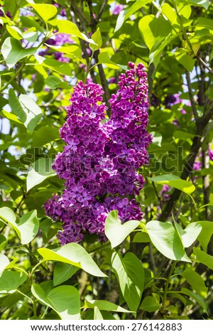 Flowers shrub Syringa vulgaris (lilac, common lilac)