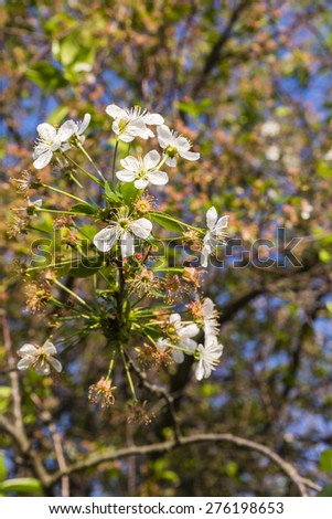 Blossoming cherry twig - Prunus cerasus (sour cherry, tart cherry, dwarf cherry, wild cherry, Cerasus vulgaris Mill.)