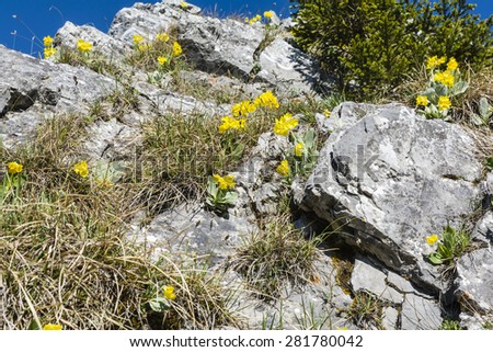 Natural habitat of plants - Primula auricula L. (auricula, mountain cowslip, bear's ear)