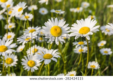 White flowers (Leucanthemum vulgare Lam., ox-eye daisy, oxeye daisy) in the meadow