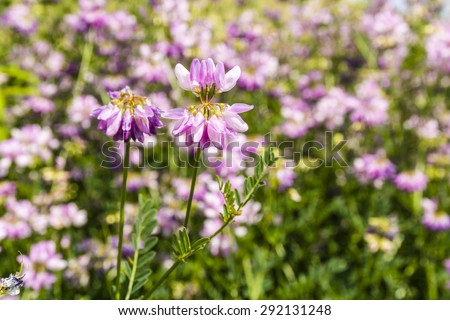 Flower (Securigera varia, Coronilla varia, crown vetch, purple crown vetch) blooming in the meadows