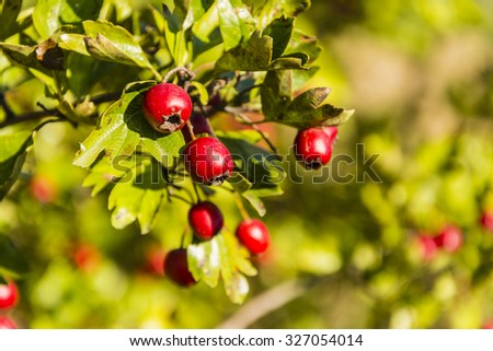 Ripe red fruit of hawthorn (Crataegus laevigata, midland hawthorn, English hawthorn, woodland hawthorn, mayflower)