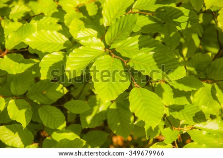 Leaves Fagus Sylvatica L. (European Beech, Common Beech)