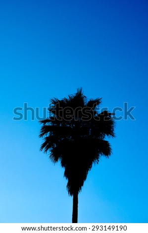 Sugar Palm Tree Shadow Isolated in Blue Sky