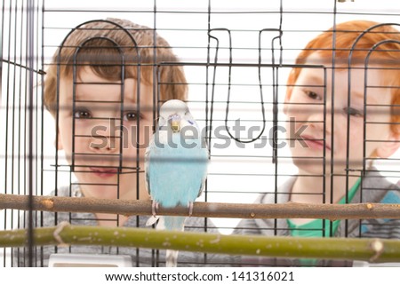 Boys looking at pet budgerigar in cage. Isolated on white.