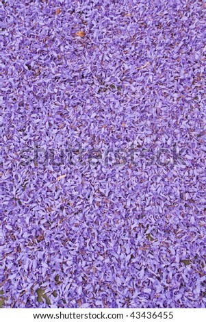 Full frame of purple jacaranda flowers