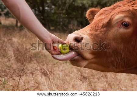 Bull taking apple and tomato offered by hand with his long tongue