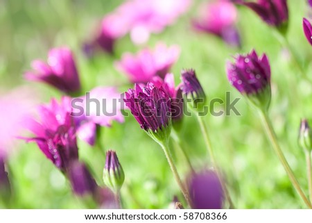 Long stemmed purple and pink daisies with in focus foreground and out of focus background