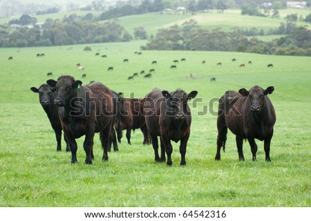 Group of farm cattle with cattle and fields background