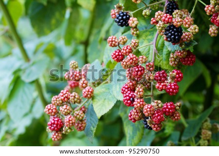 Bunches of blackberry berries in garden