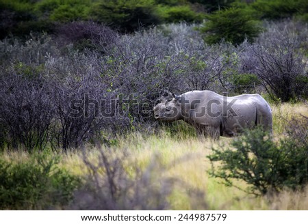 White rhinoceros in african savannah, Namibia animal