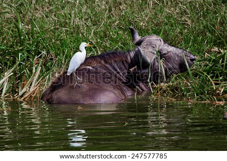 African (cape) buffalo (bull) relaxing in river water with white heron on the back. Queen Elizabeth National park area. Uganda. Africa