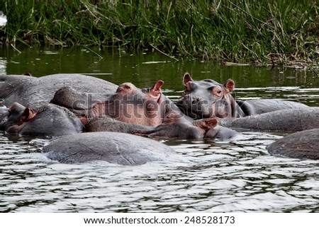 Group of hippos relaxing in the lake close to each other. Spring. Queen Elizabeth National Park. Uganda. Africa.