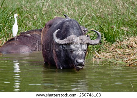African Buffalo walking in the green waters of the reservoir national Park Queen Elizabeth. Uganda.