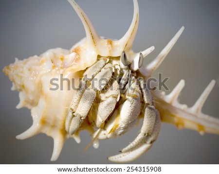 Shellfish - marine animal hides in a shell, peeping cautiously out of the house